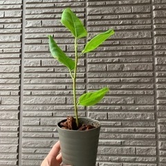 フィカス・アルテシマ　観葉植物　①