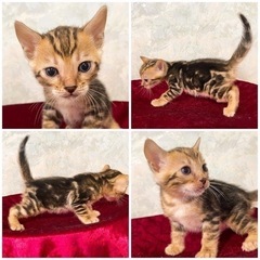 ✨ 札幌 猫 ブリーダー ペットショップ ベンガル ソマリ スフィンクス 直販 【 cattery BENZ 】 キャッテリーベンズ 北海道 ✨ - ペット