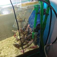 海水魚飼いたい初心者の方   かなりお値打ちセット 30×30×40 水槽セット 海水 淡水 ADAアクアスカイ エーハイム2213