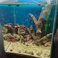 海水魚飼いたい初心者の方   かなりお値打ちセット 30×30×40 水槽セット 海水 淡水 ADAアクアスカイ エーハイム2213