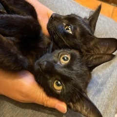 仲良し黒猫姉妹　2ヶ月 - 猫