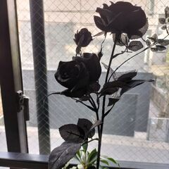 BLACK　ROSE
