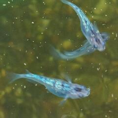 夜桜めだか（頭ピンクブルーラメ）幼魚1〜2cm