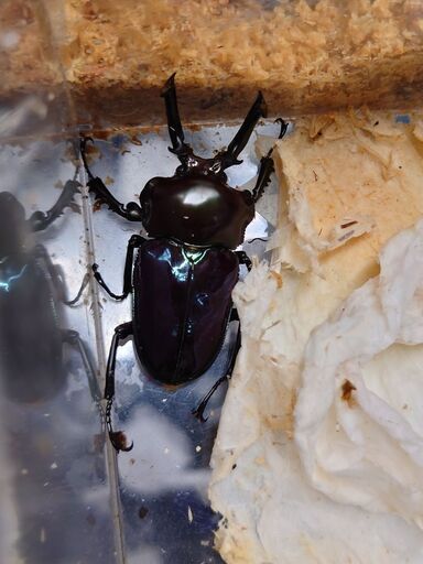 insectbase ニジイロブルー血統　ピカール艶