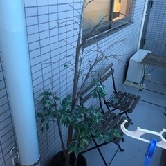 【無料】IKEA 人工観葉植物 ＋ 植木鉢