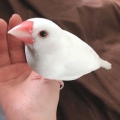 白文鳥　1才10ヶ月　性別不明