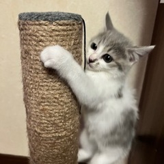 【お試し予約済み】とっても可愛い子猫 − 福島県