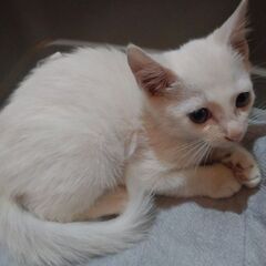 真っ白い仔猫 オス 2ヶ月になるかならないかくらい