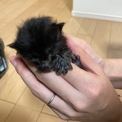 【譲渡済み】保護猫2匹　黒猫×茶猫きょうだい🐈‍⬛　生後1週間