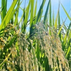 令和4年度 栃木県産コシヒカリ 玄米のみ 30kg