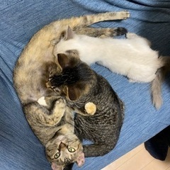 【柏市増尾】猫カフェ内キッズスペースボランティア募集です。保護猫...