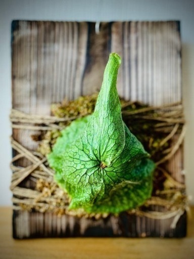 オシャレ植物◎板付けビカクシダ(コウモリラン)珍しい品種(グランデ)