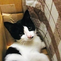 【手術後にて一旦募集停止中】白黒オス、生後4か月の子猫です。11/18更新の画像