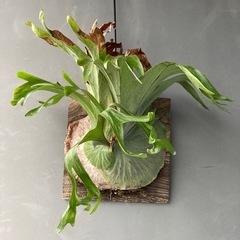 ビカクシダ　グランデ？スパーバム？　コウモリラン　板付 ビカクシダ グランデ？スパーバム？ コウモリラン 板付