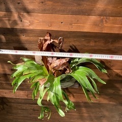 ビカクシダ グランデ？スパーバム？ コウモリラン 板付