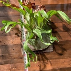 ビカクシダ グランデ？スパーバム？ コウモリラン 板付