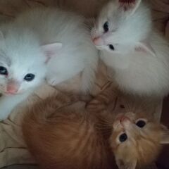 8月18日生まれの子猫三匹貰って下さいの画像