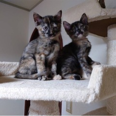 急募！スタイル抜群の美猫3匹います！ − 岡山県