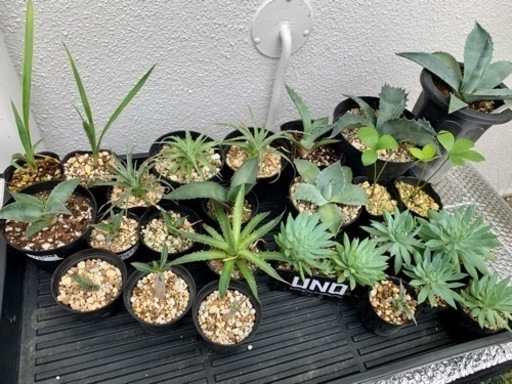 観葉植物販売 10月9日千葉みなとフリーマーケット エイトプランツ 千葉みなとのフリーマーケットのイベント参加者募集 無料掲載の掲示板 ジモティー