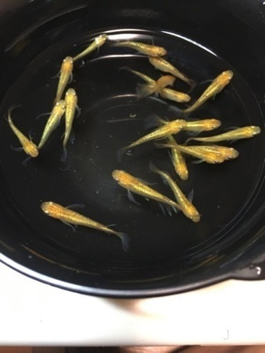 その他 メダカレクリス約20匹