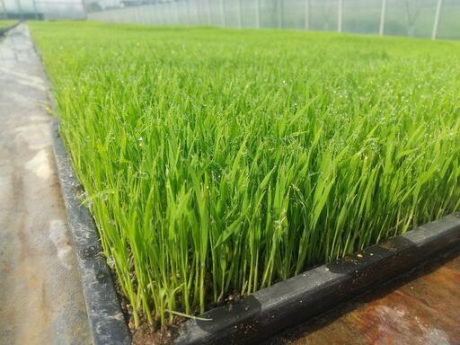 新米 残り僅か  令和4年 マンゲツモチ 玄米30kg　美味保証　一軒の農家生産 残3袋 新米 令和4年 マンゲツモチ 玄米30kg 餅米 もち米 農家