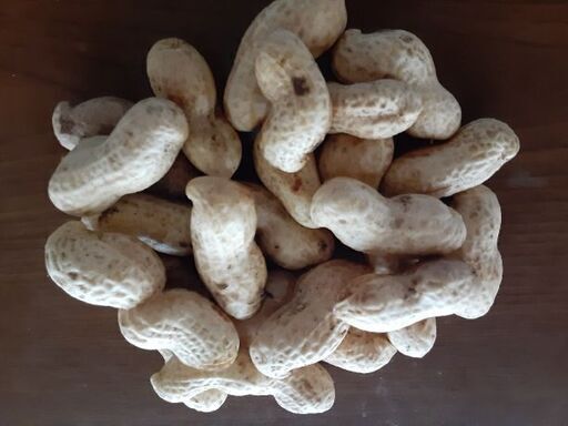 茹で落花生 おおまさりの生10K❗