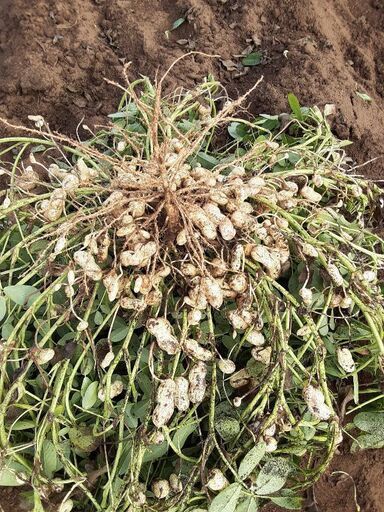 楽天市場】2025年 予約 落花生 生落花生 10kg 5kg 2個 おお