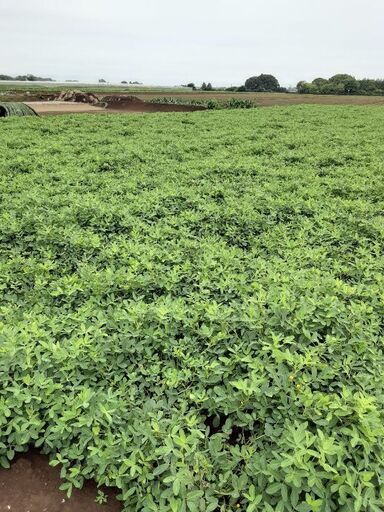 茹で落花生 おおまさりの生10K❗