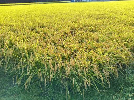 新米あきさかり/令和4年度産 玄米30kg/東広島西条地区