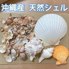 沖縄産 シェル𓇼𓈒𓐍