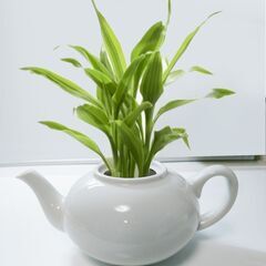 植物用　ポット　鉢　ティーポット型