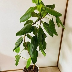 アルテシマ　観葉植物