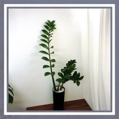 🪴観葉植物🪴黒陶器鉢　ザミオ・クルカス　金銭樹