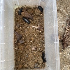 【ネット決済・配送可】天然オオゴキブリ　4匹セット　滋賀県　比叡