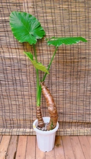 クワズイモd 食わずいも110センチ8号鉢観葉植物ガーデニング エディ 志木の生活雑貨の中古あげます 譲ります ジモティーで不用品の処分 クワズイモd 食わずいも110センチ8号鉢観葉植物ガーデニング エディ 志木の生活雑貨の中古あげます 譲ります ジモティーで不用品の処分