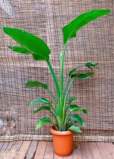 ストレチア　オーガスタ　大型！　135センチ　8号鉢　観葉植物　ガーデニング