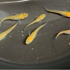 夜桜ゴールドメダカの稚魚6匹