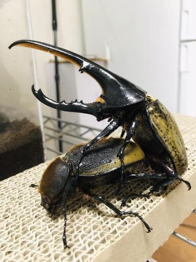 DHヘラクレス 初〜2令幼虫