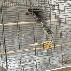 HOEI 456 オカメインコ用　鳥かご