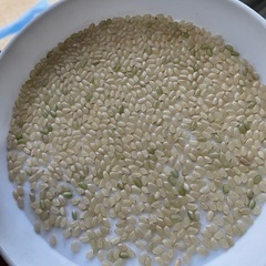令和4年コシヒカリ - 食品