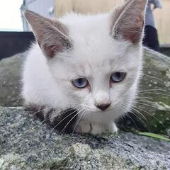 青い目の可愛い子