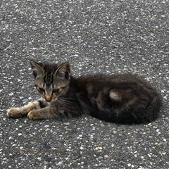 上里町から 6月生まれの子猫です(茶トラ)