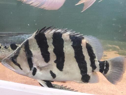 ダトニオ約33センチ