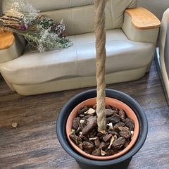 観葉植物 ベンジャミン 250cm程