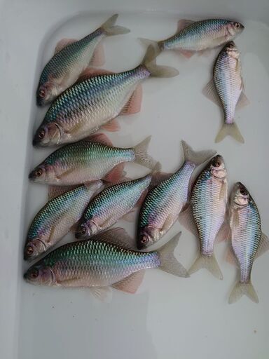 【日本淡水魚】タナゴ カネヒラ オスメス5匹 (タナゴ好き) 関市役所前のその他の中古あげます・譲ります|ジモティーで不用品の処分