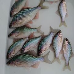 【日本淡水魚】タナゴ カネヒラ オスメス5匹