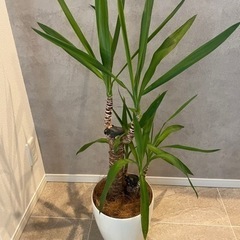 ドラセナ　ユッカ　大型　観葉植物