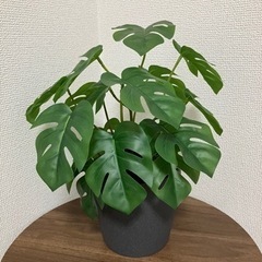 【譲渡先決まりました】IKEA モンステラ イケア 人工観葉植物...