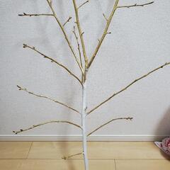 【結婚式用】おしゃれにフォトを飾る桜の木