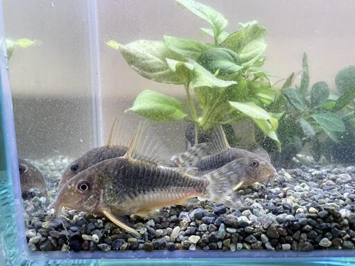 熱帯魚 コリドラスゴッセイ ワイルドF1 Ｌサイズ ３匹セット